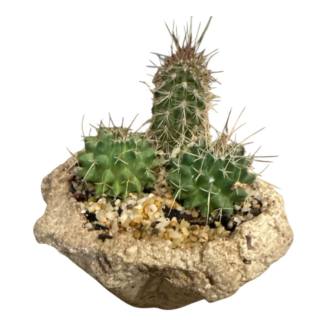 N22005-Star Shaped Hypertufa Flowerpots - Lightweight Natural Stone